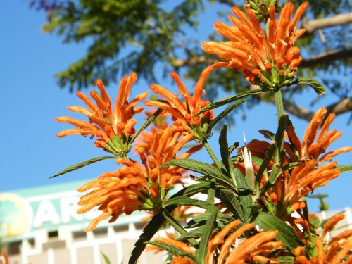 leonotis