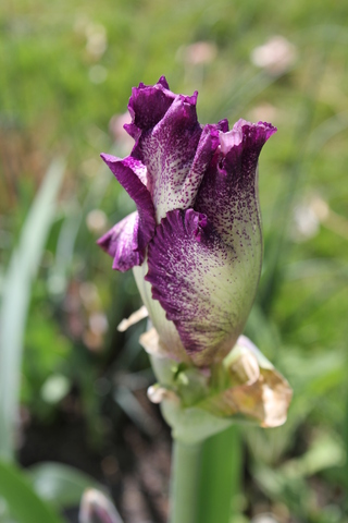 Iris plicata dans les tons rose, blanc et violet: " Change of Pace "