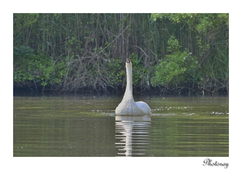 Cygne tuberculé