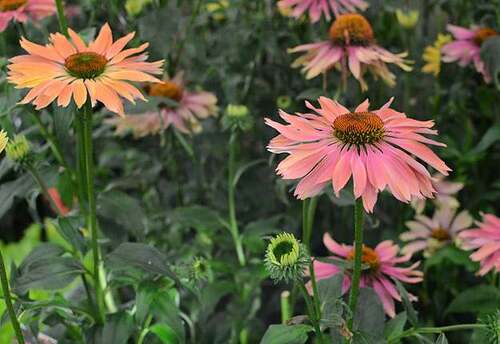 Fleurs cultivées : Echinacée