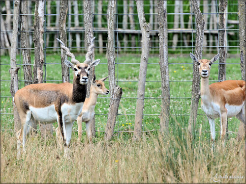 Photo d'Antilope cervicapre (Ferme Exotique-Cadaujac)