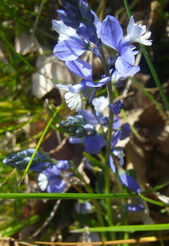 Fleurs bleues