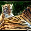 Tigre5.jpg