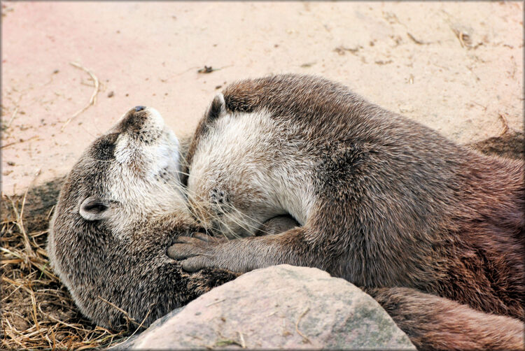 Le câlin des loutres d'asie - Zoo de la Boissière du Doré