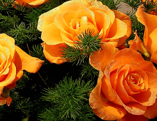 10 Images de Roses