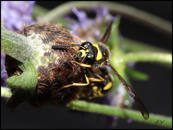 Eumenes  papillarius