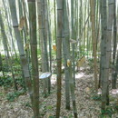 Les Bambous du Mandarin - Zénitude assurée, journée magique ... (Fin mai 2017) - Photo : Mistoufl