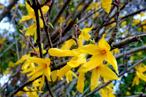Fleurs jaunes : le forsythia