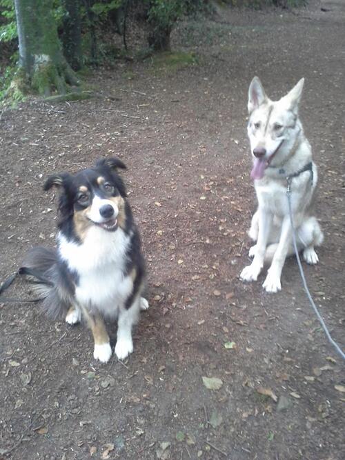 Jazz, chienne loups de Saarloos de 9 mois