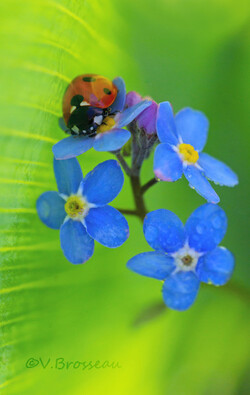                                     ** UNE JOURNEE MYOSOTIS & PÂQUERETTES.**