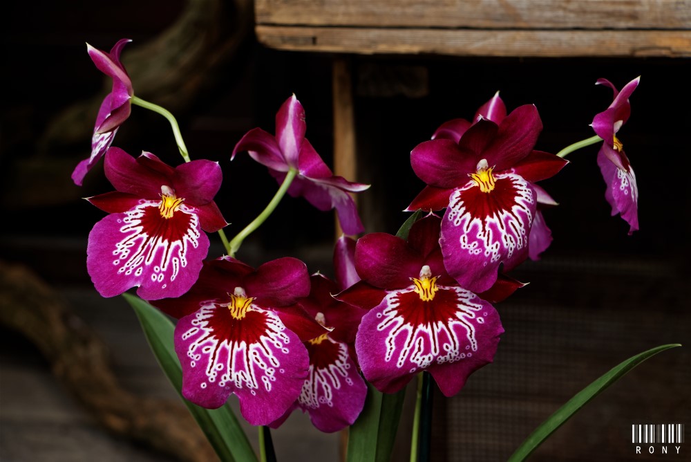 Exposition d'orchidées