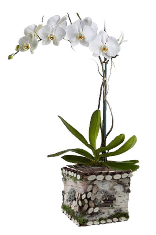 Orchidées   vase, panier etc