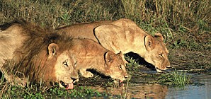botswana-okavango-lions - www.acabao.com