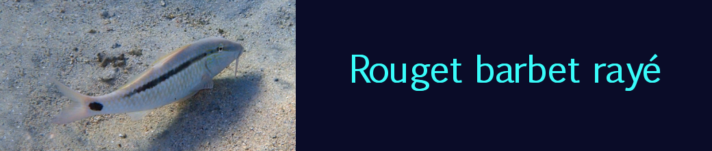 rouget barbet rayé
