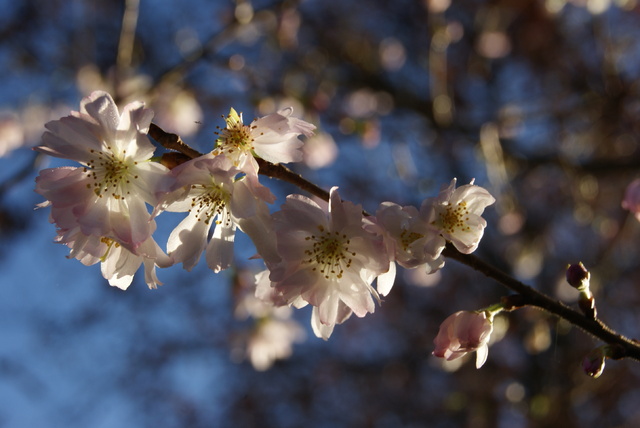 Prunus subhirtella Autumnalis