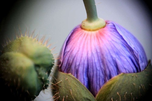 Meconopsis betonicifolia3