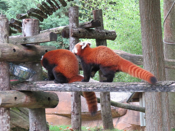 Zoo de Beauval (13).