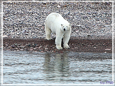 Notre premier ours blanc (Polar bear) de la journée (suite) - Peel Sound - Prince of Wales Island - Nunavut - Canada