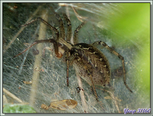 Araignée Tégénaire femelle - Verdun-sur-Ariège - 09