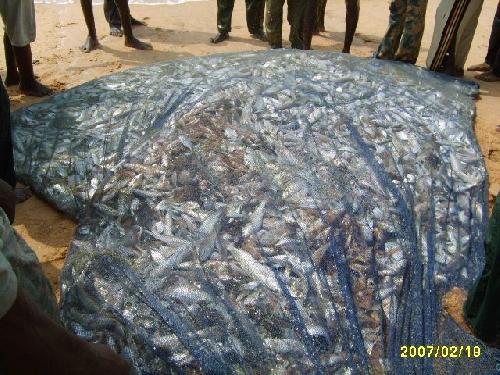 Togo Pris dans le filet