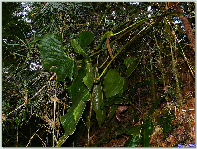 Blog de images-du-pays-des-ours : Images du Pays des Ours (et d'ailleurs ...), Anthurium? Philodendron? - Cerro de la Muerte - Costa Rica