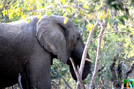 Afrique du Sud : juin 2018 Sur la trace d'éléphants 1/4