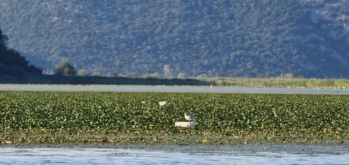 Au camping Vranjina