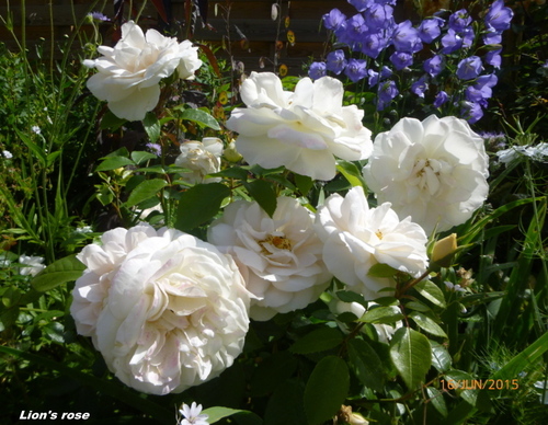 Quelques bouquets!