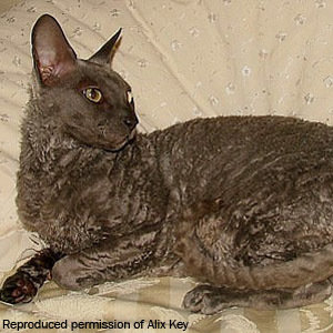 Cornish Rex blue2