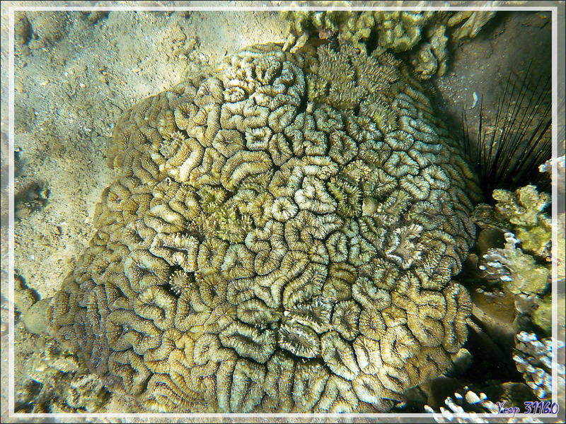 Corail Lobophylle en corymbe ou Corail à rose, Brain root coral (Lobophyllia corymbosa) - Nosy Sakatia - Madagascar