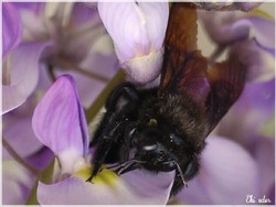 Abeille charpentière