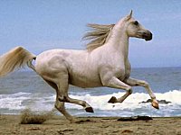 Le petit cheval blanc… et les autres !!!