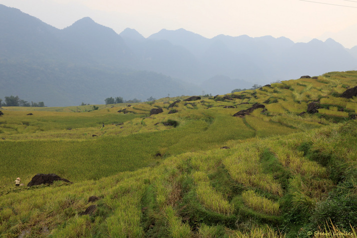 Rizières de la réserve naturelle de Pu Luong, Viêt Nam