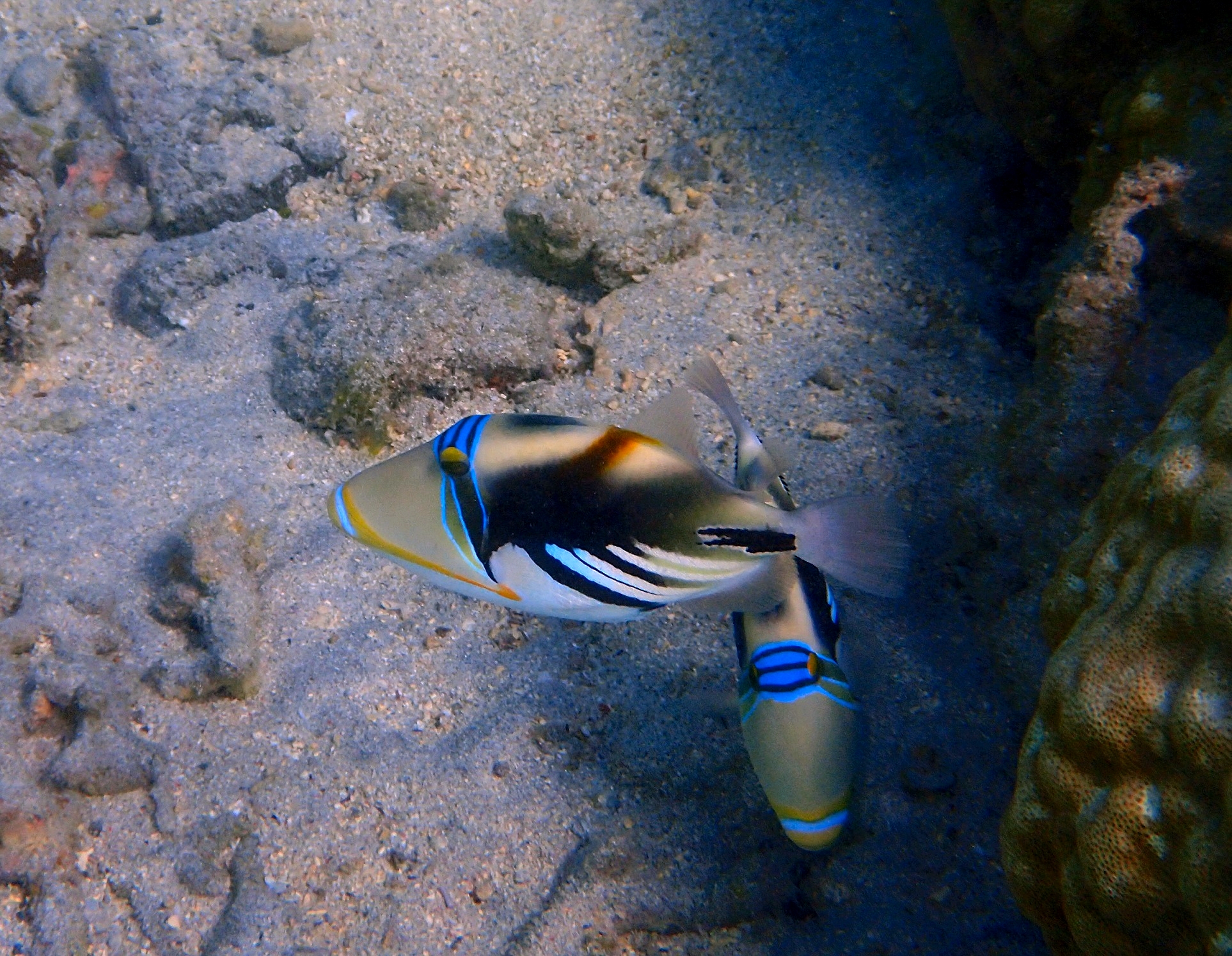 Baliste Picasso Snorkeling Exploration