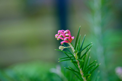 "J'ai descendu dans mon jardin