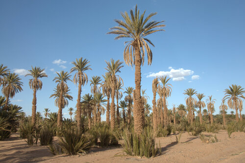 ZAGORA 