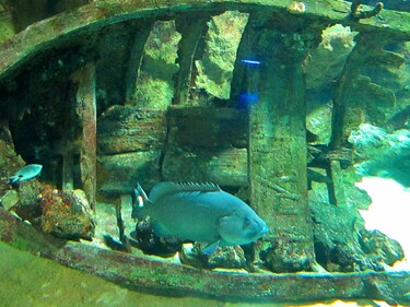 L'aquarium de Saint Gilles