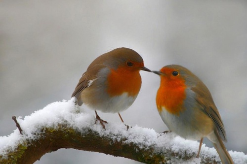  - encore un peu de neige