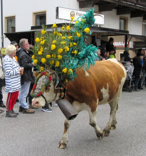 La descente des troupeaux des alpages au Tyrol, un spectacle inoubliable !