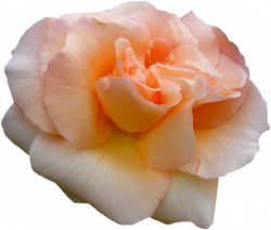 tubes roses, tubes fleurs