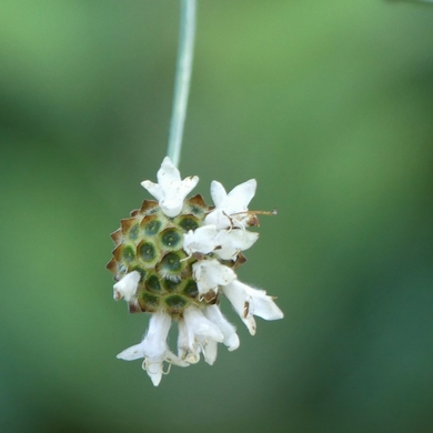 qu'est ce donc : un cephalaria gigantea bien sûr...