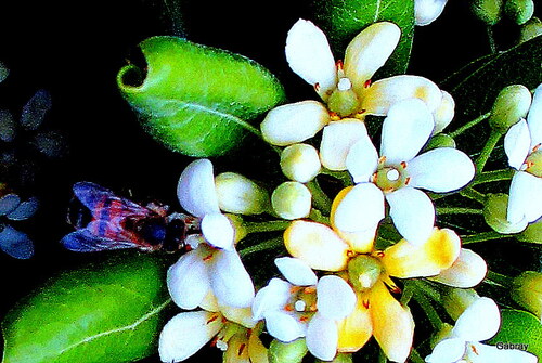 Petites fleurs et belles abeilles 