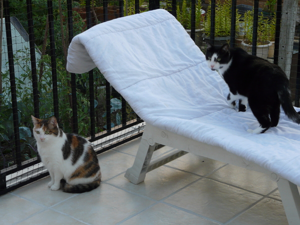 La terrasse clôturée