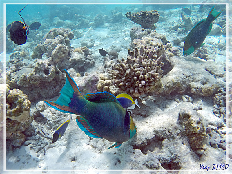 Snorkeling : Perroquet à gorge verte, singapore parrotfish, Green-face parrotfish (Scarus prasiognathos) - Moofushi - Atoll d'Ari - Maldives