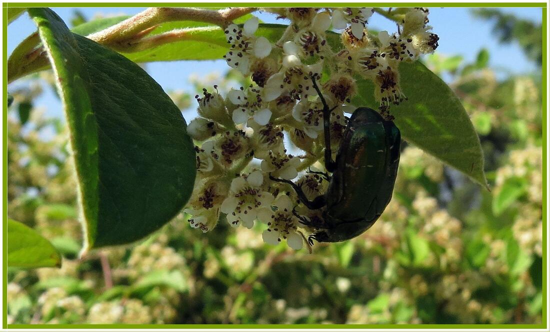 Cétoine dorée ou Cetonia aurata