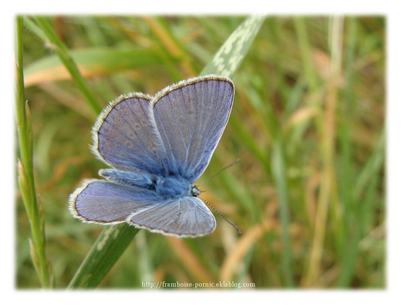 Papillon Argus bleu ou  Azuré  commun 