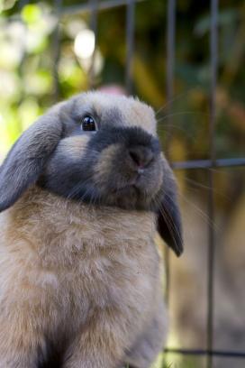 Lapin bélier