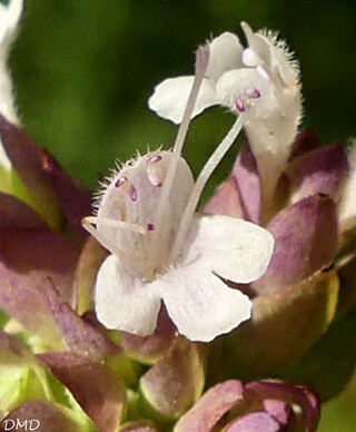 Origanum vulgare - origan - marjolaine sauvage