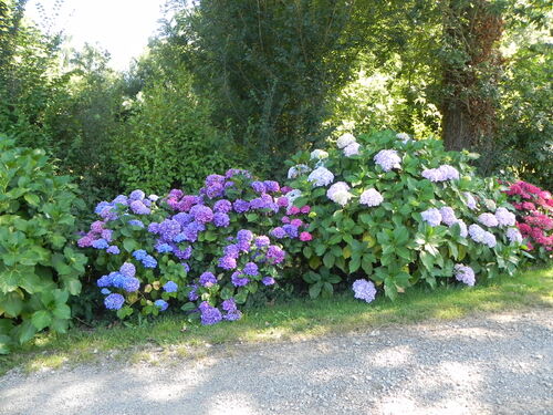 Mon jardin dans l'ensemble 