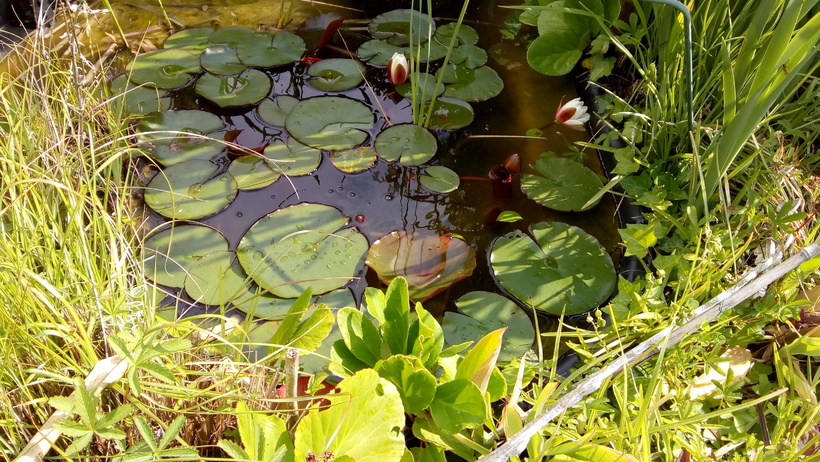 Mon Bassin (avec ces iris blanc et sa verdure 